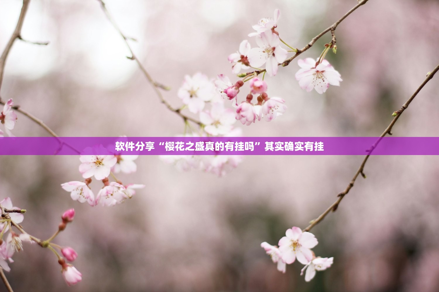 软件分享“樱花之盛真的有挂吗”其实确实有挂