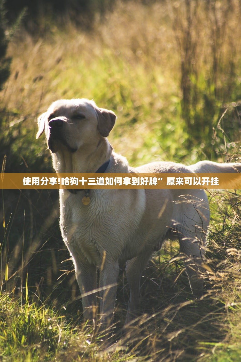 使用分享!哈狗十三道如何拿到好牌”原来可以开挂
